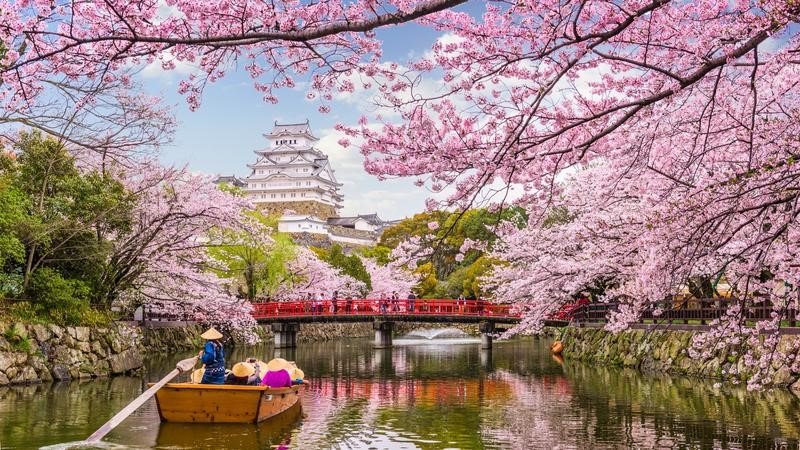 Lokasi Hanami di Jepang Terfavorit