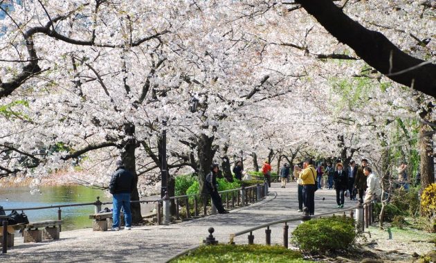 lokasi hanami di jepang
