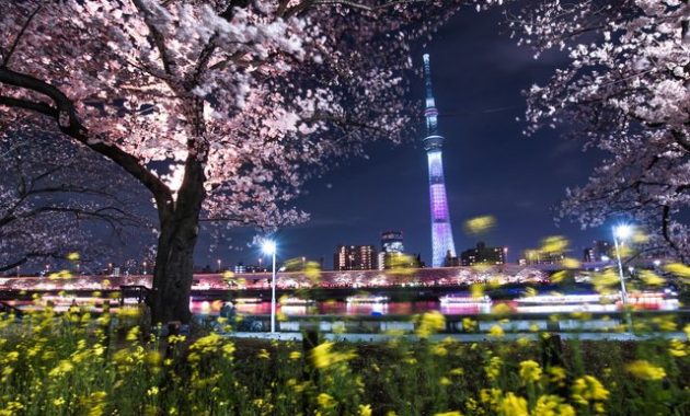 lokasi hanami di tokyo