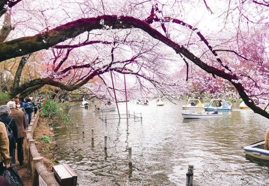 spot hanami di jepang