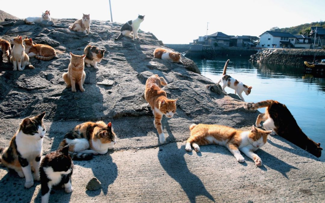 6 Pulau Kucing di Jepang yang Populer