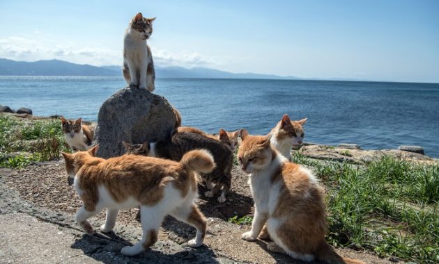 pulau kucing di jepang baru