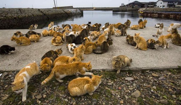 pulau kucing di jepang