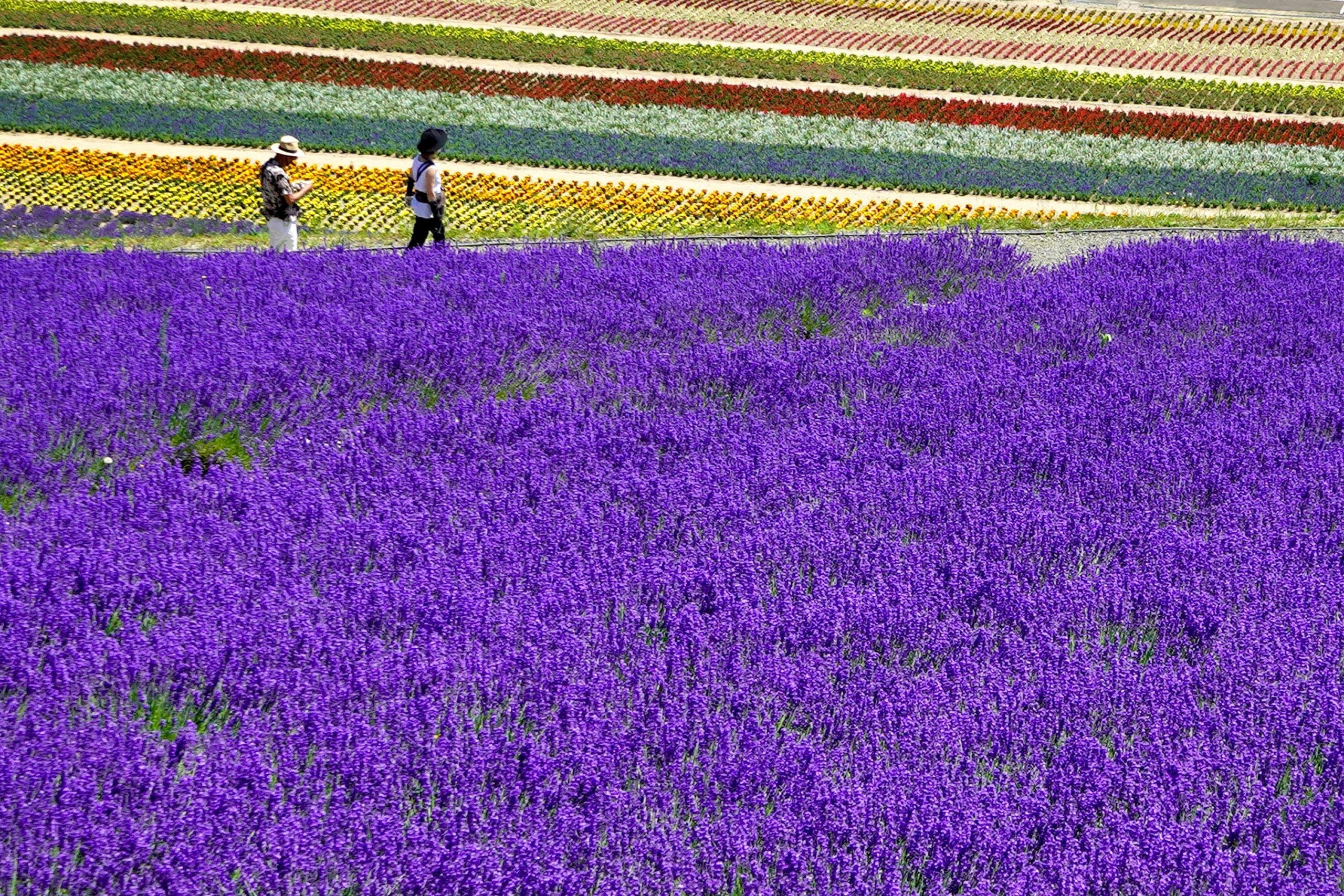 6 Rekomendasi Pilihan Wisata di Hokkaido Jepang