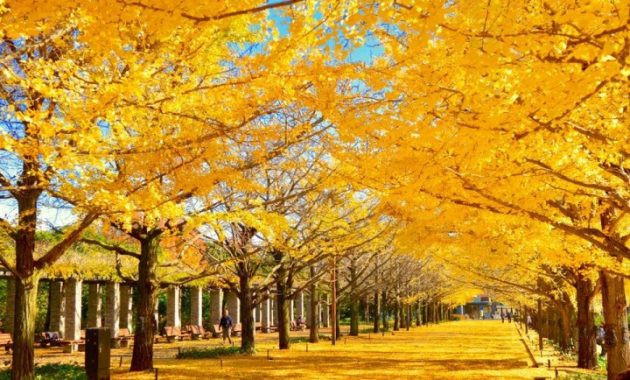 Wisata musim gugur Jepang