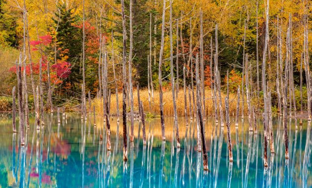 Momijigari di Hokkaido