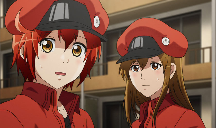 Kumpulan Anime Hataraku Saibou Series